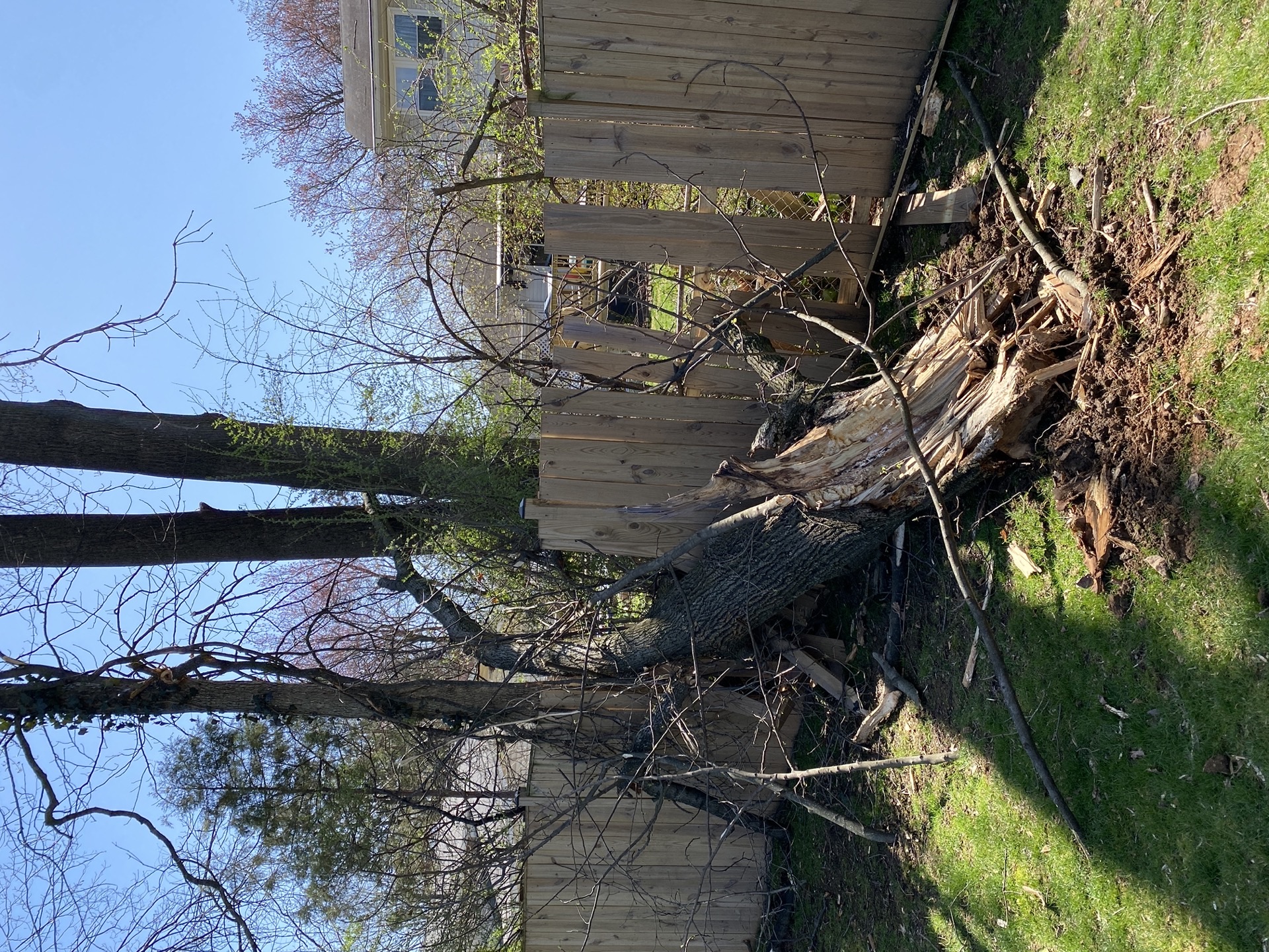 Emergency tree service - fallen tree on house