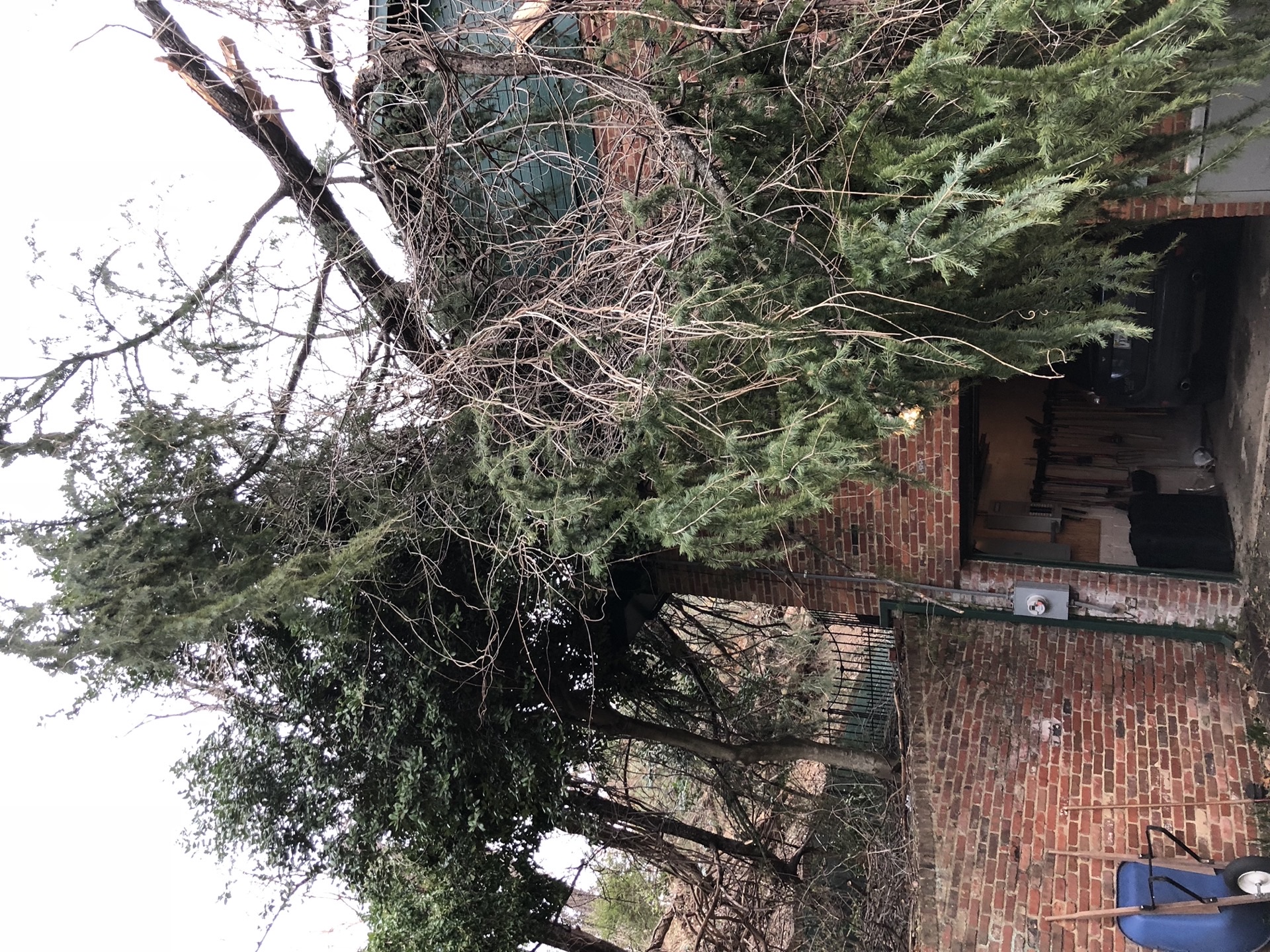 Emergency tree fallen on house