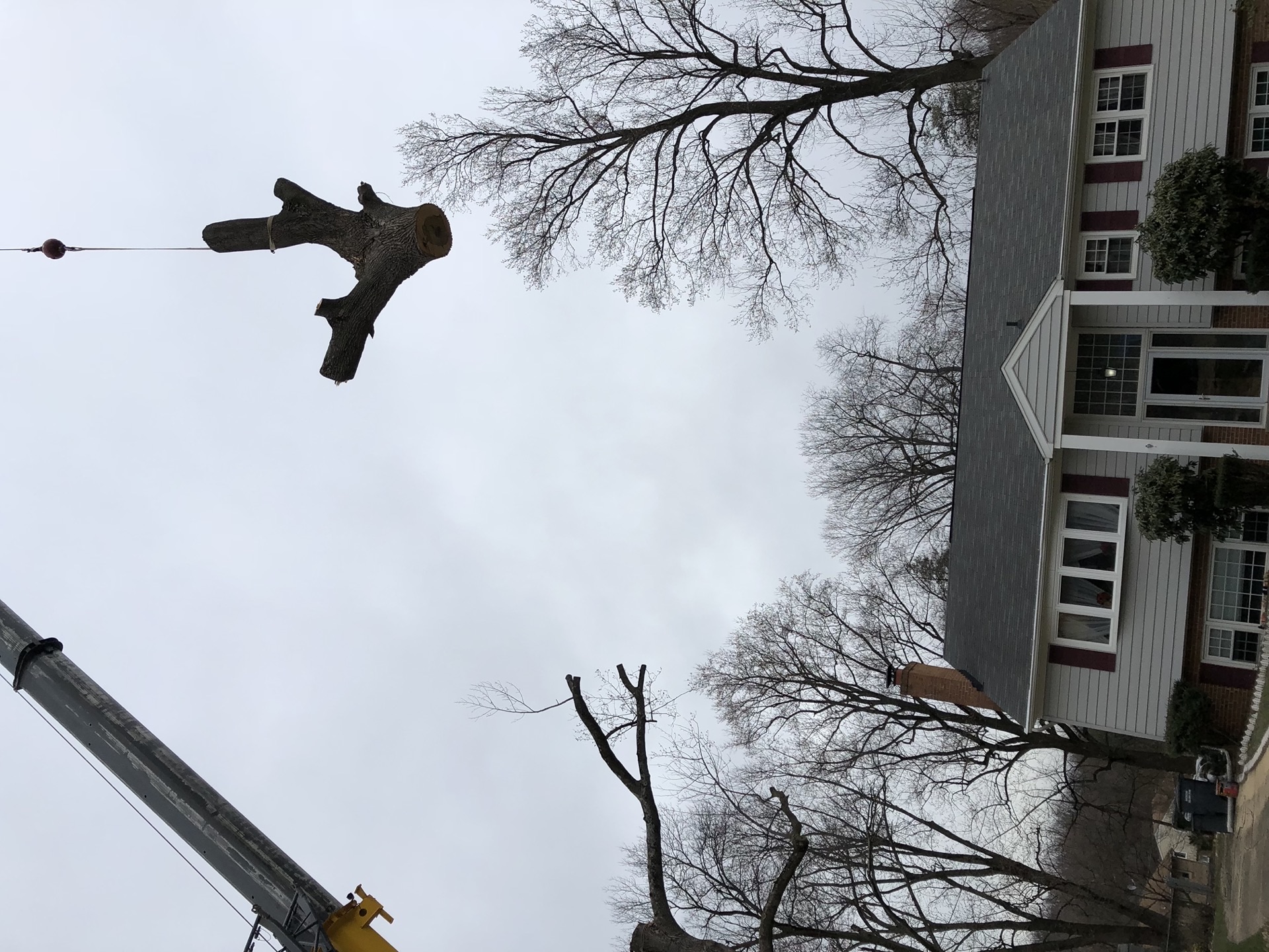 Professional tree removal with crane - Aguilar Tree Services