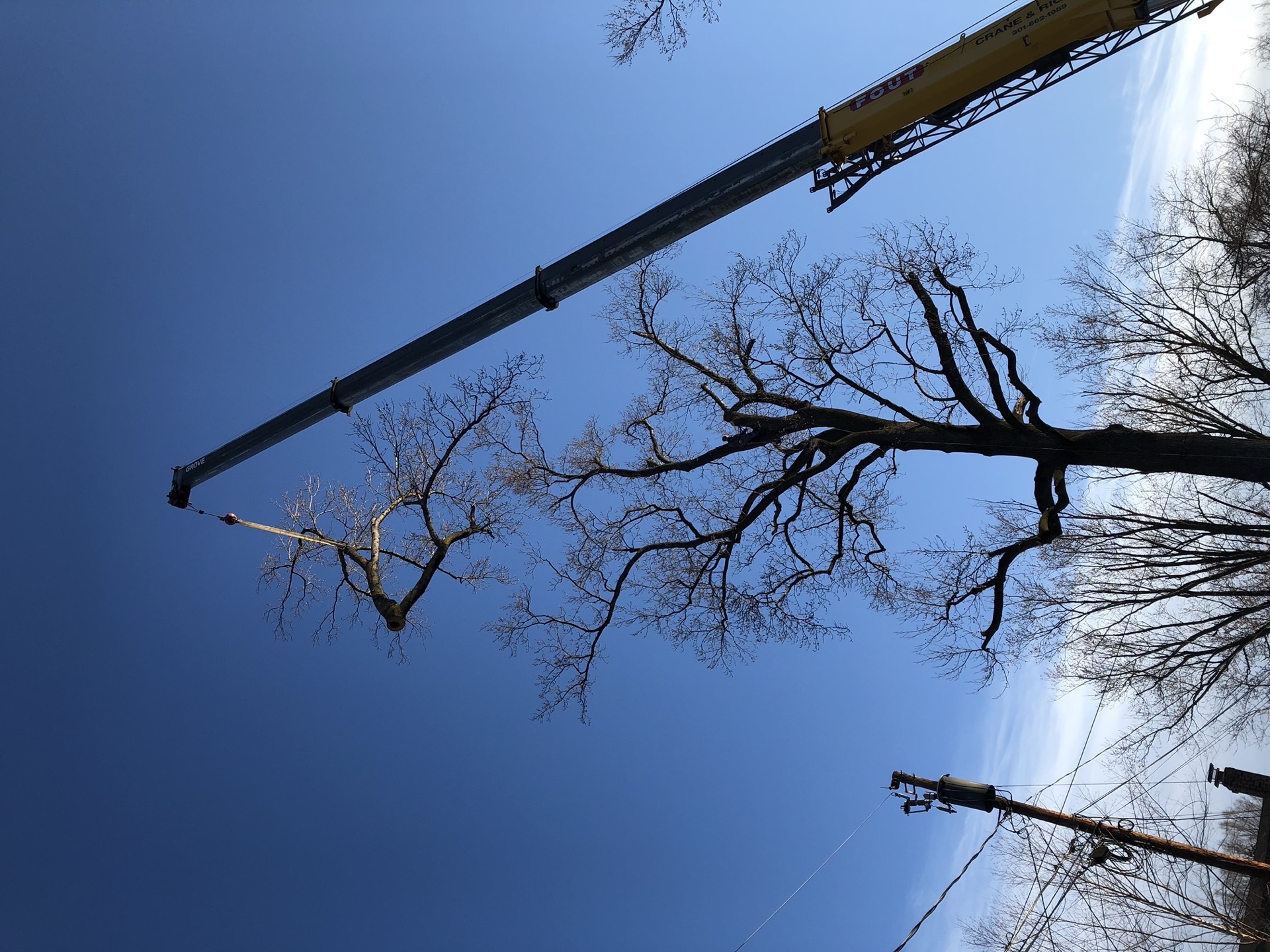 Professional tree removal with crane