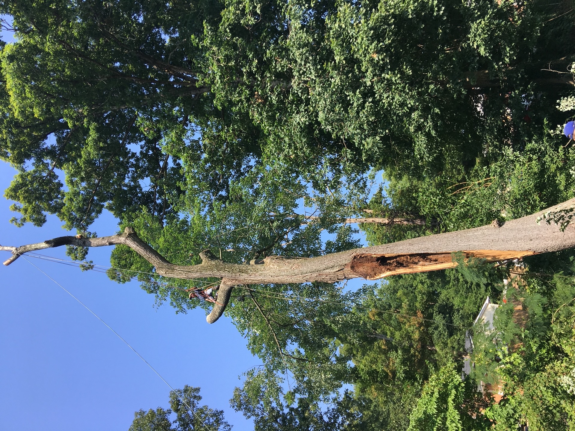 Professional tree removal with rigging