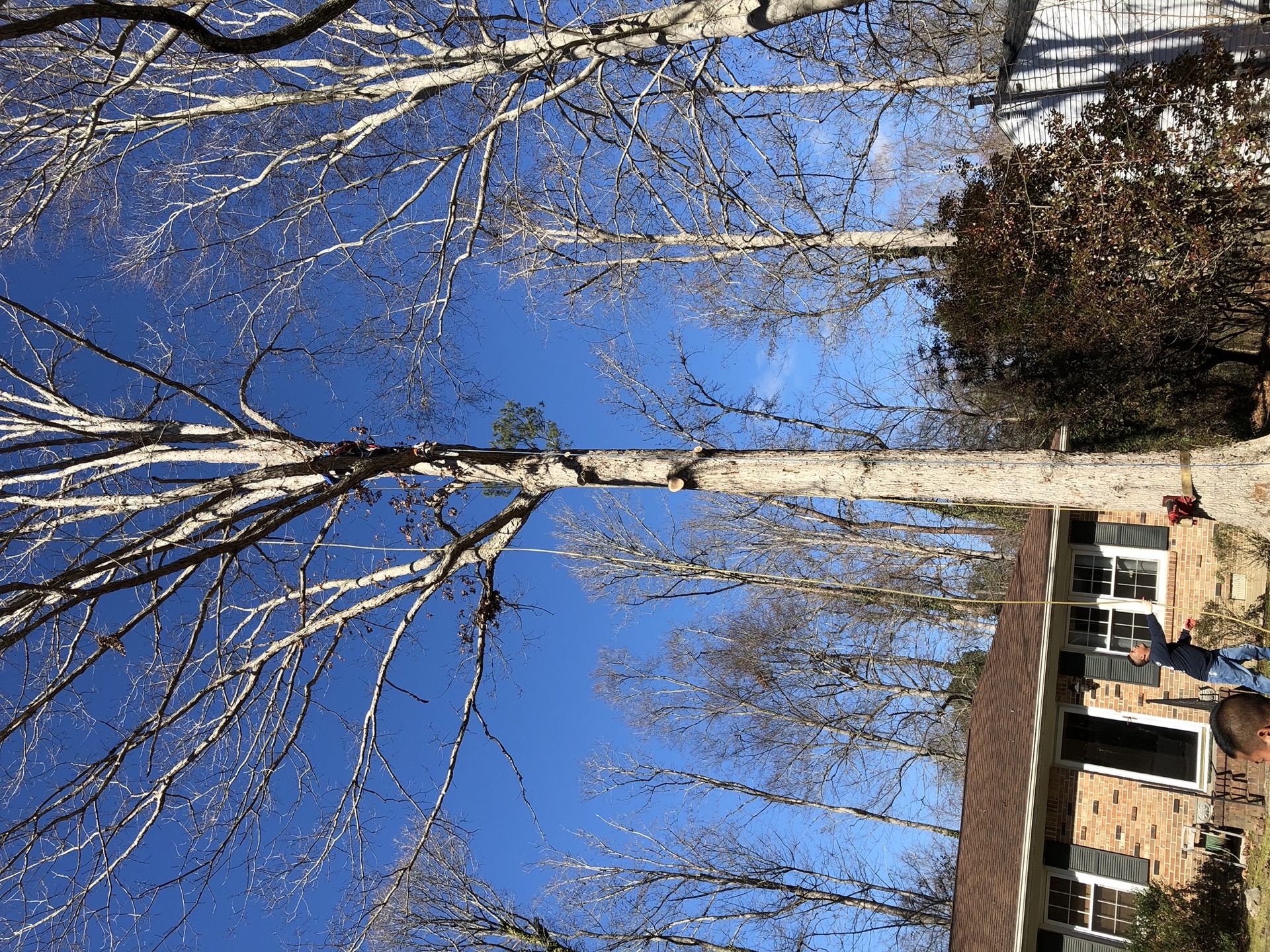 Tall tree removal at residential property